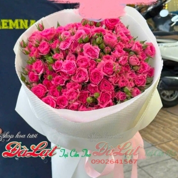 Hồng Sen Rực Rỡ