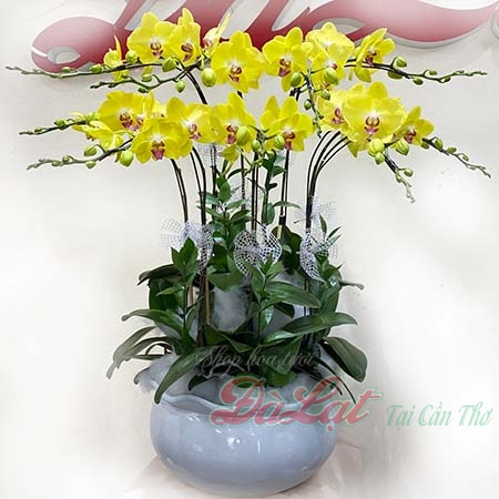 Hồ điệp Tết 01